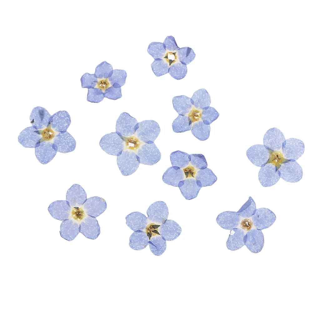 10 adet Doğal Preslenmiş Kurutulmuş Çiçekler Unutma Çiçekler Preslenmiş Kurutulmuş Çiçekler Sanat Zanaat için