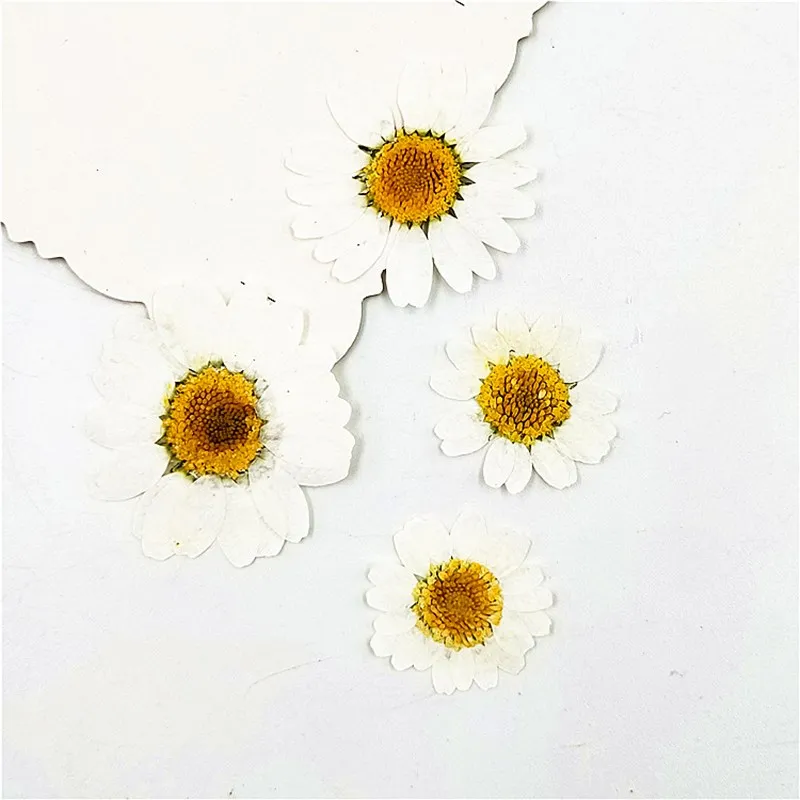 12 adet Preslenmiş Kurutulmuş Çiçek Herbaryum Takı Kartpostal Imi Davetiye Kartı DIY Yapımı Yılbaşı Hediyeleri