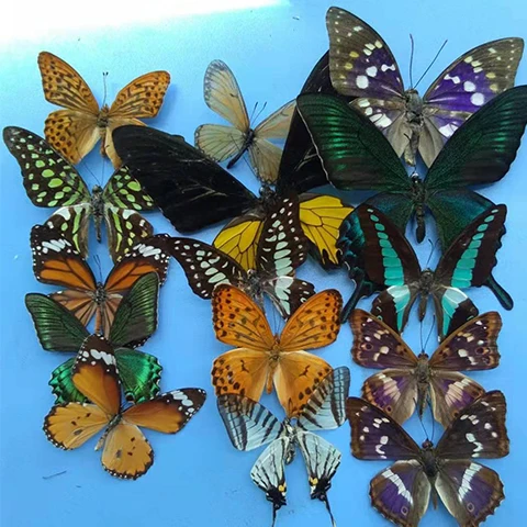 Doğal gerçek kelebek örneği öğretim yardımı öğretim örneği DIY kanatlı kelebek örneği şeffaf çanta isteğe bağlı çeşitli